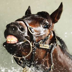 Image post by @australianturfclub on Instagram