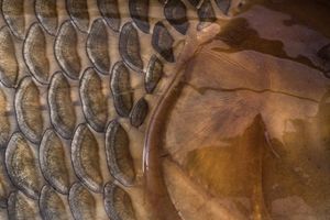 Image post by @ScienceChannel on Twitter