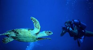 Image post by @discovery on Instagram