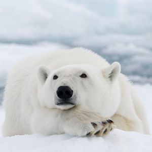 Image post by @animalplanet on Instagram