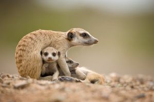 Image post by @AnimalPlanet on Twitter