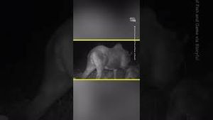 Video post by @nowthisnews on YouTube