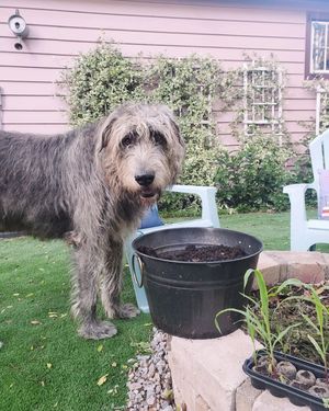 Image post by @thesavannahwolfhound on Instagram