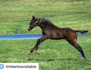 Image post by @thebloodhorse on Instagram