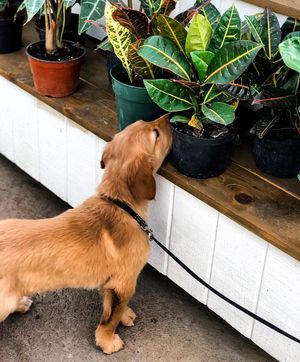 Image post by @shopbachmans on Instagram