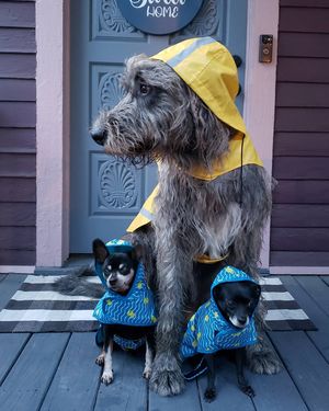 Image post by @thesavannahwolfhound on Instagram
