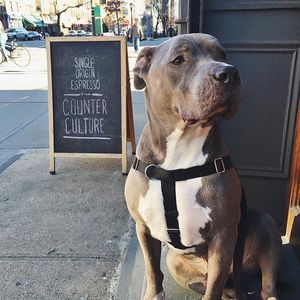 Image post by @animalplanet on Instagram