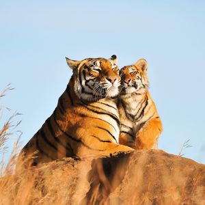 Image post by @animalplanet on Instagram