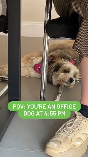 Video post by @YuMOVE.US on Facebook