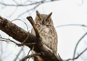 Image post by @fox31denver on Instagram