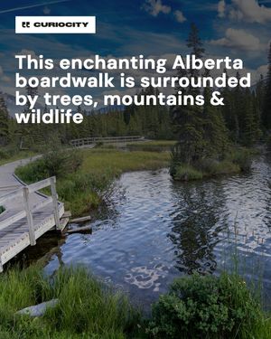 Image post by @curiocitycalgary on Instagram