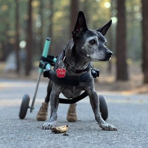 Image post by @walkinpets on Instagram