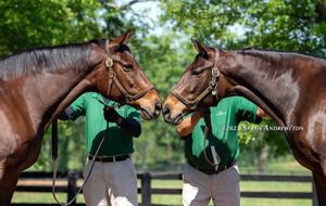 Image post by @thoroughbred_daily_news on Instagram