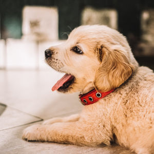 Image post by @triumphpetfood on Instagram