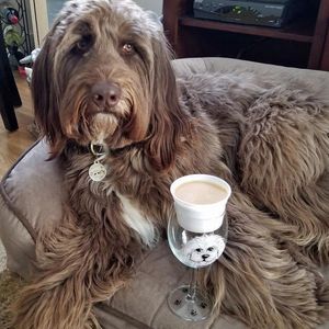 Image post by @dogstersicecream on Instagram