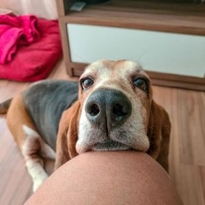 Image post by @evolvepetfood on Instagram