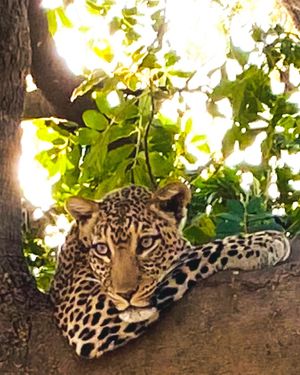 Image post by @chiawasafaris on Instagram