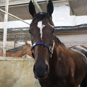 Image post by @australianturfclub on Instagram