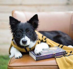Image post by @evolvepetfood on Instagram