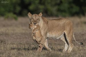 Image post by @lions on Instagram