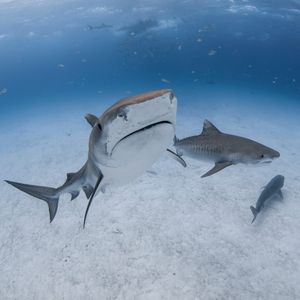 Image post by @animalplanet on Instagram