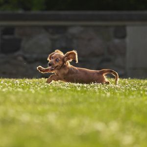Image post by @evolvepetfood on Instagram
