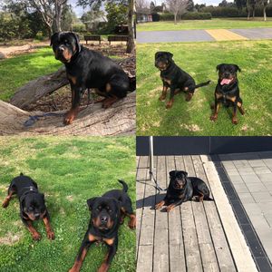 Image post by @bestforpetsmelb on Instagram