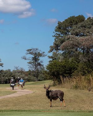 Image post by @alexknappegolf on Instagram