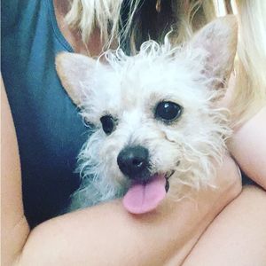 Image post by @nikkiglaser on Instagram