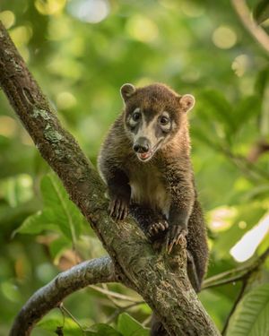 Image post by @animalplanet on Instagram