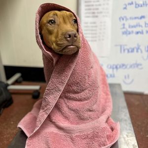 Image post by @spokhumanesoc on Instagram