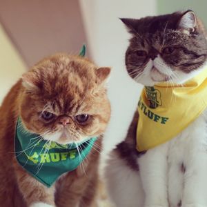 Image post by @animalplanet on Instagram