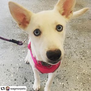 Image post by @ellendegeneres on Instagram