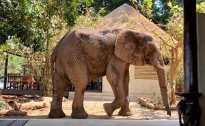 Image post by @chiawasafaris on Instagram