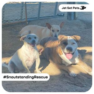 Image post by @jetsetpets on Instagram