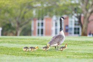 Image post by @quinnipiacu on Instagram