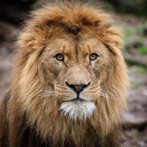 Image post by @lions on Instagram