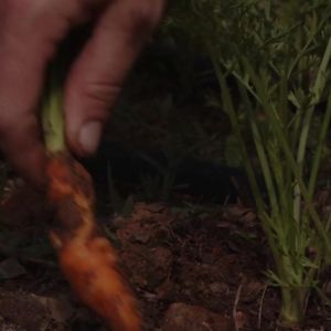Video post by @GreenhillWormFarm on Facebook