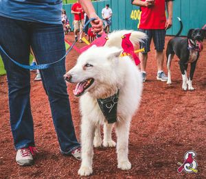Image post by @springfield_cardinals on Instagram