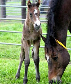 Image post by @australianturfclub on Instagram