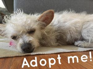Image post by @nikkiglaser on Instagram