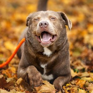 Image post by @spokhumanesoc on Instagram