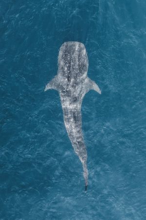 Image post by @Discovery on Twitter