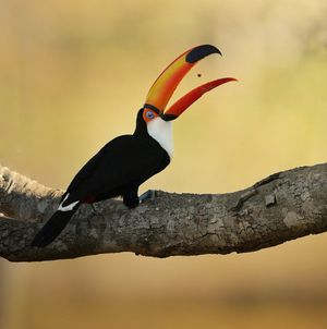 Image post by @Discovery on Twitter