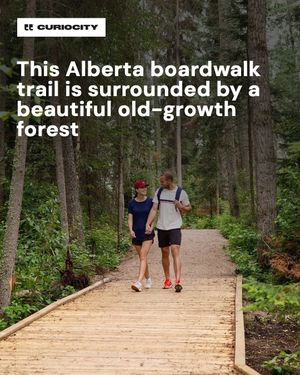 Image post by @curiocitycalgary on Instagram