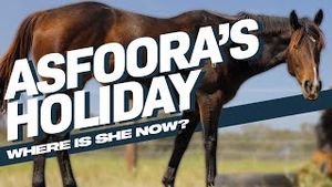 Video post by @worldhorseracing on YouTube