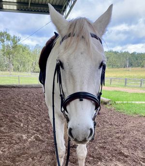 Image post by @balanceddressage on Instagram