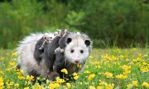 Image post by @AnimalPlanet on Twitter