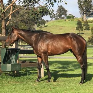 Image post by @australianturfclub on Instagram