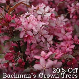 Image post by @shopbachmans on Instagram